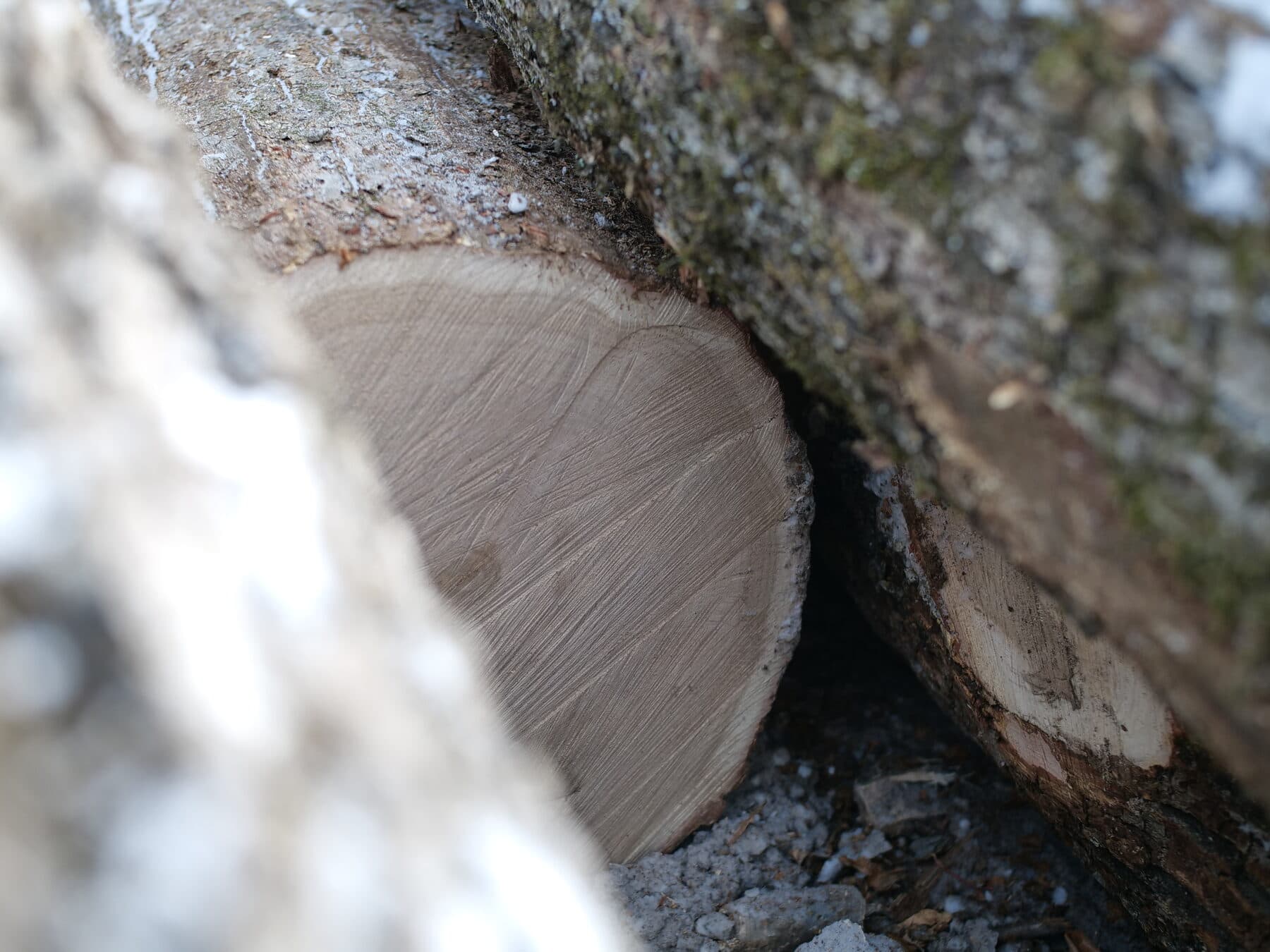 Mongolian oak — glue-laminated panels