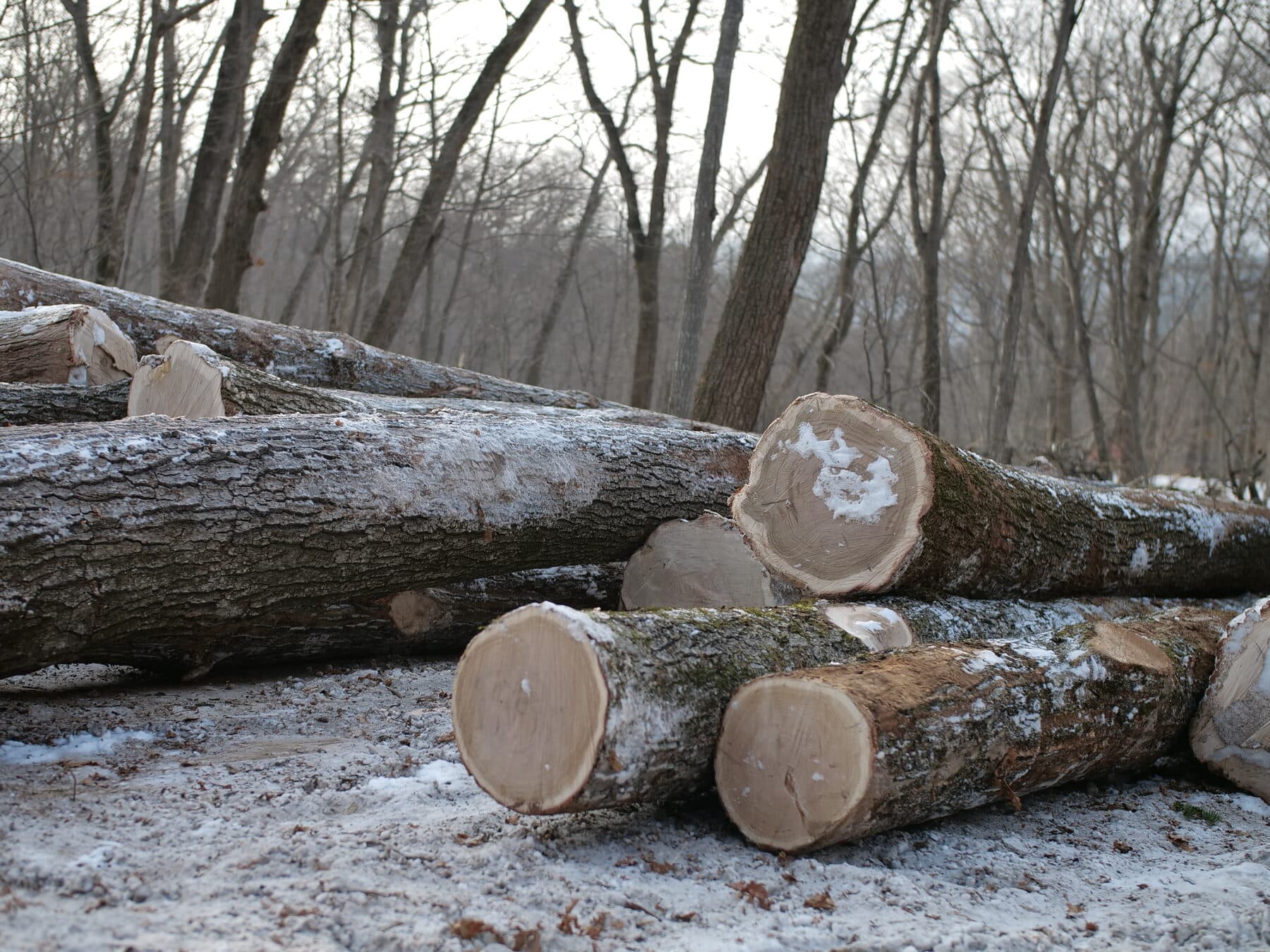 Mongolian oak — image 1