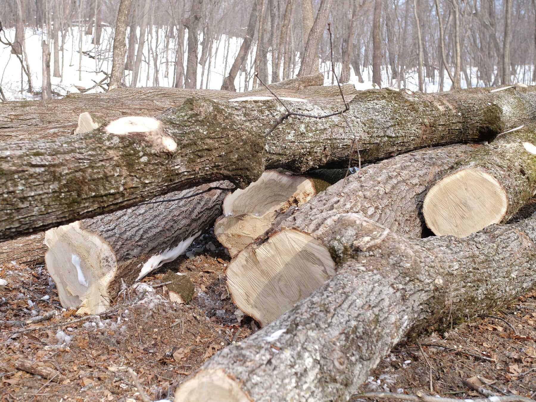 Mongolian oak — image 2