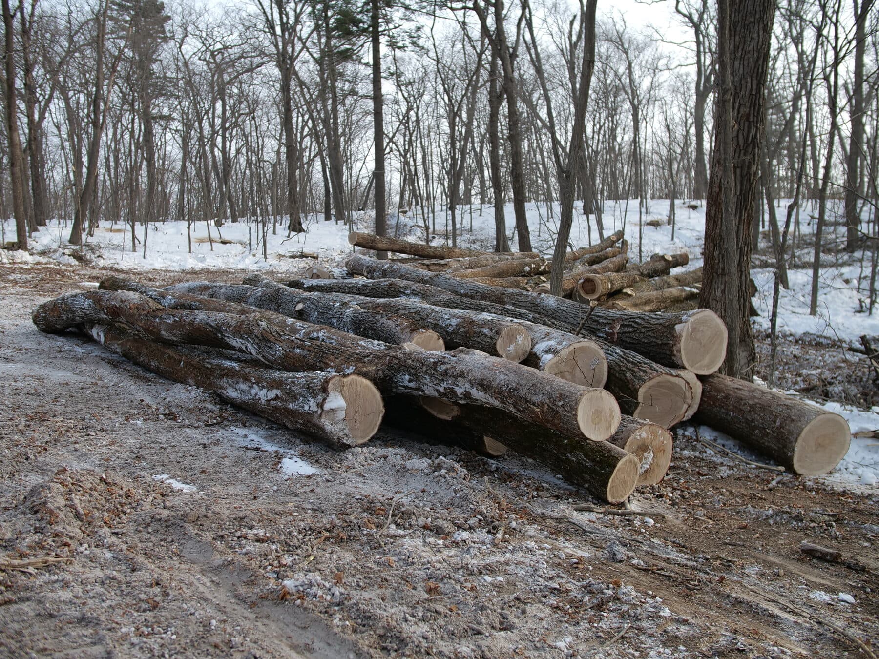 Mongolian oak — glue-laminated panels