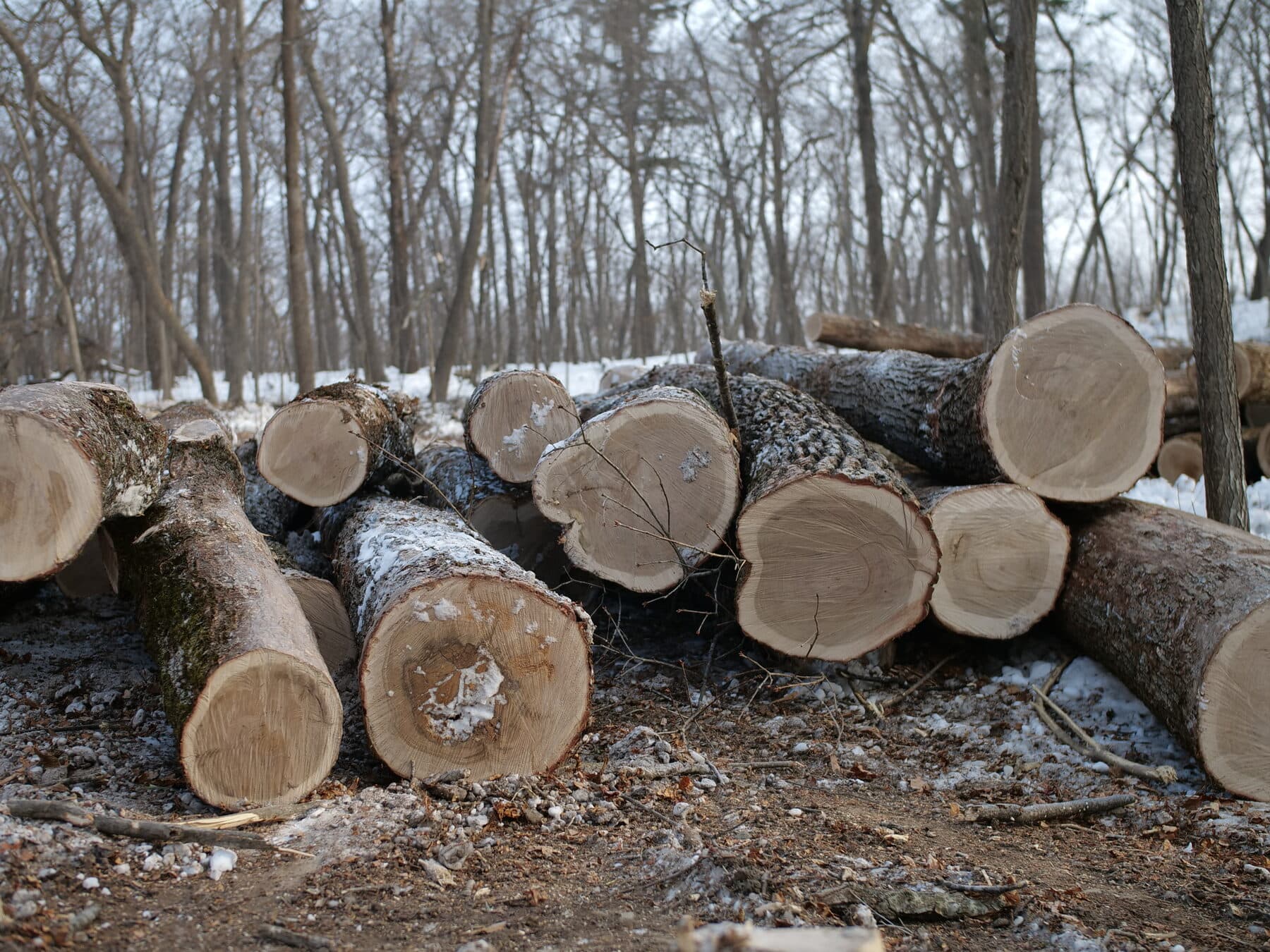 Mongolian oak — image 1