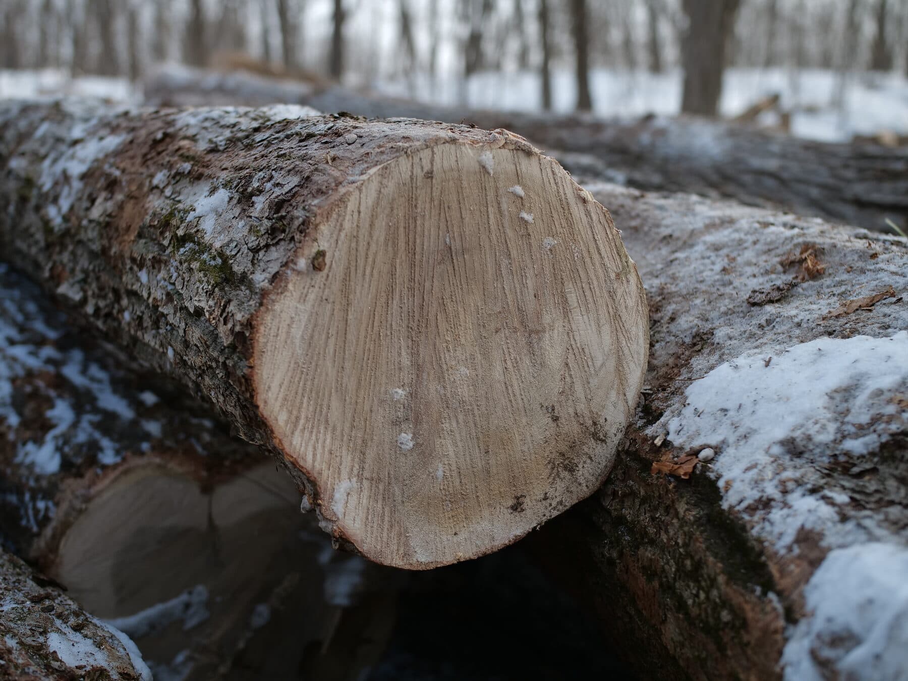 Mongolian oak — image 2