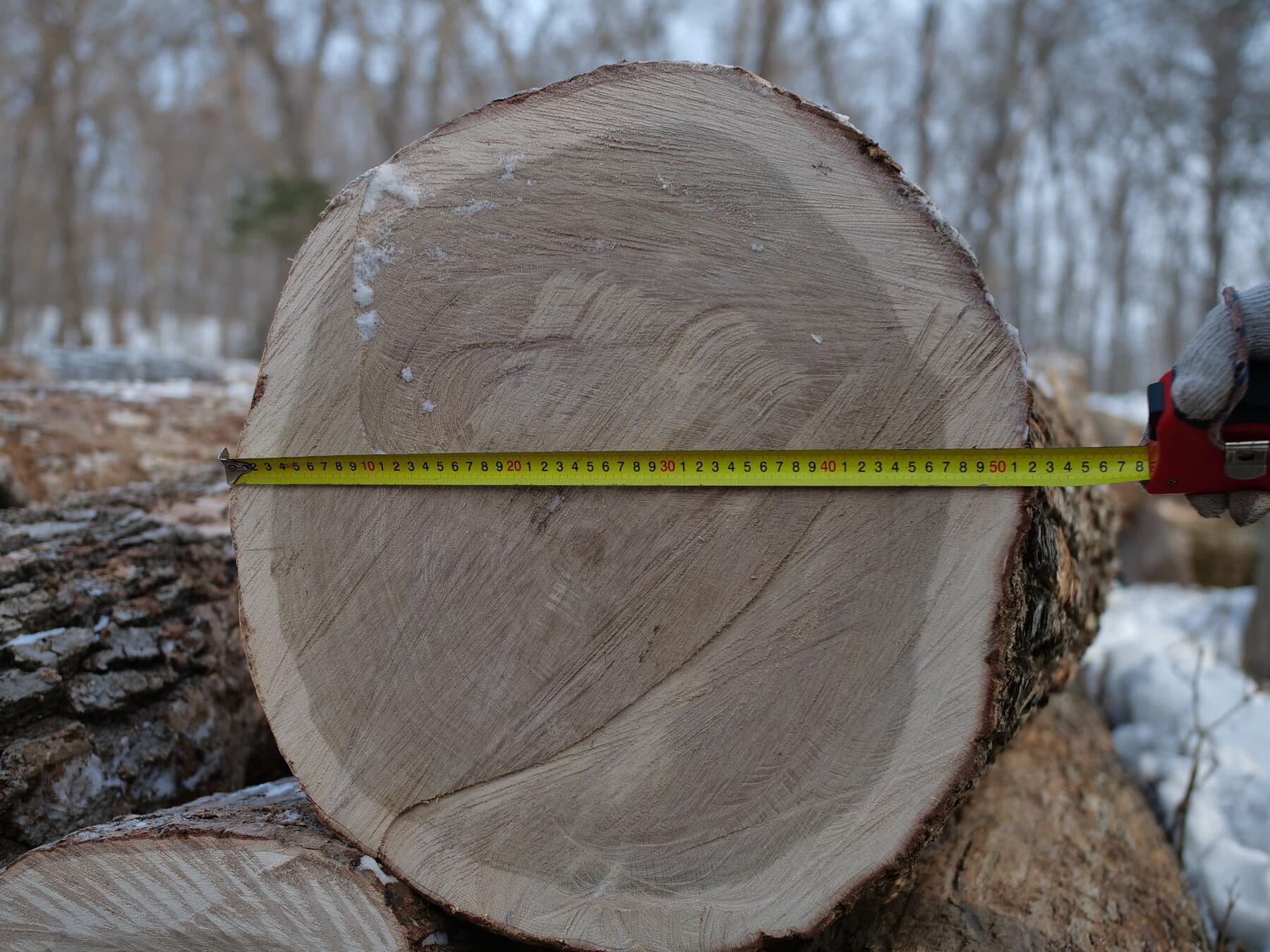 Mongolian oak — image 3