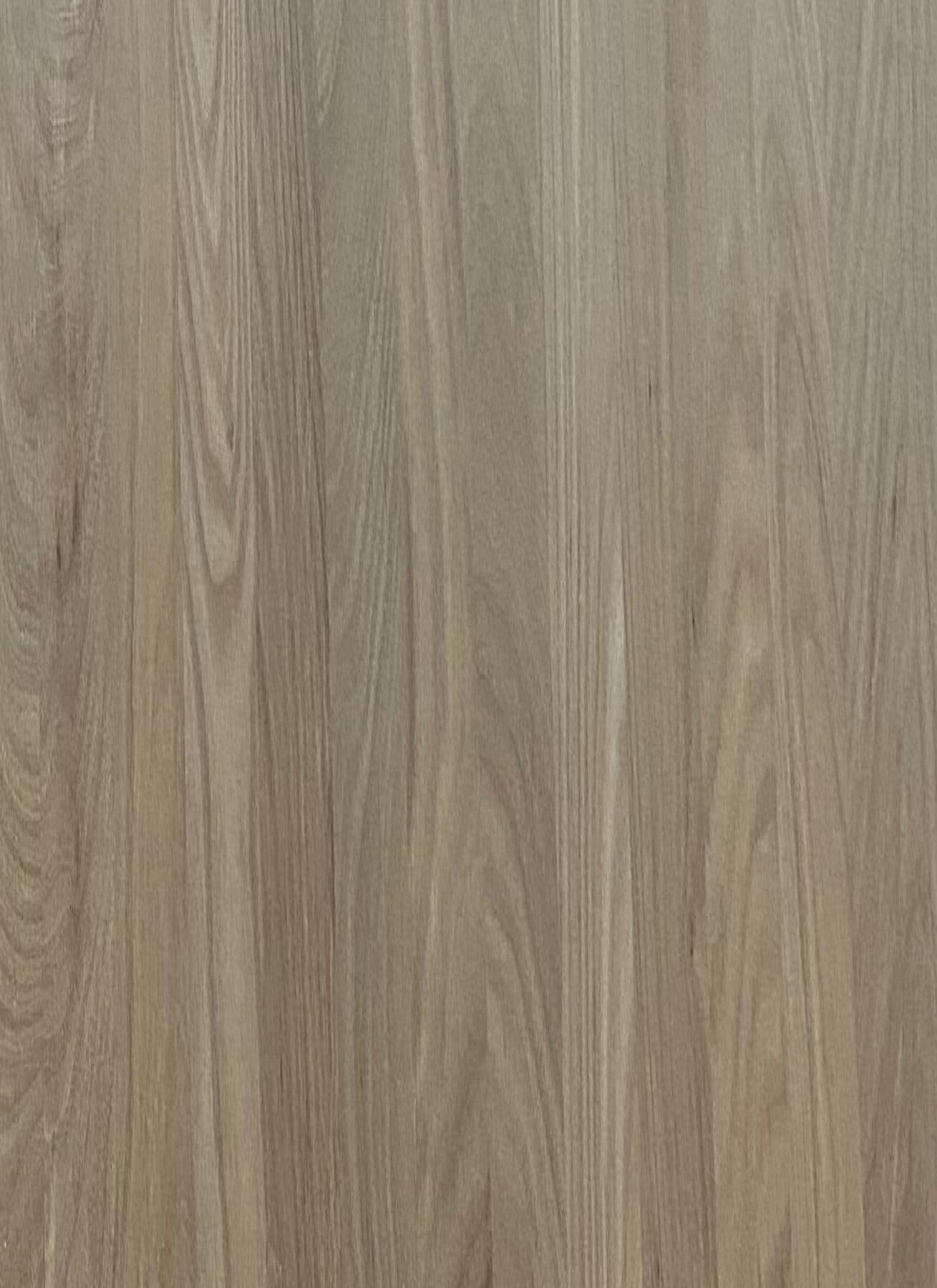 Primorsky elm — image 2